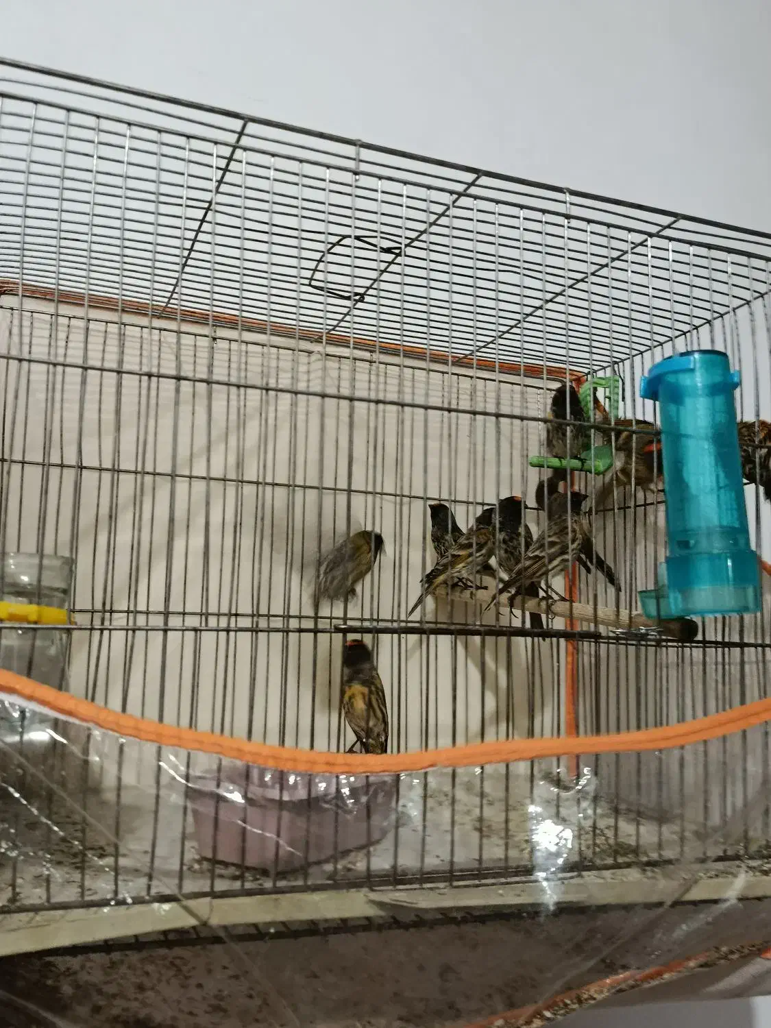 گلبسر زیر قیمت|پرنده|الیگودرز, |دیوار