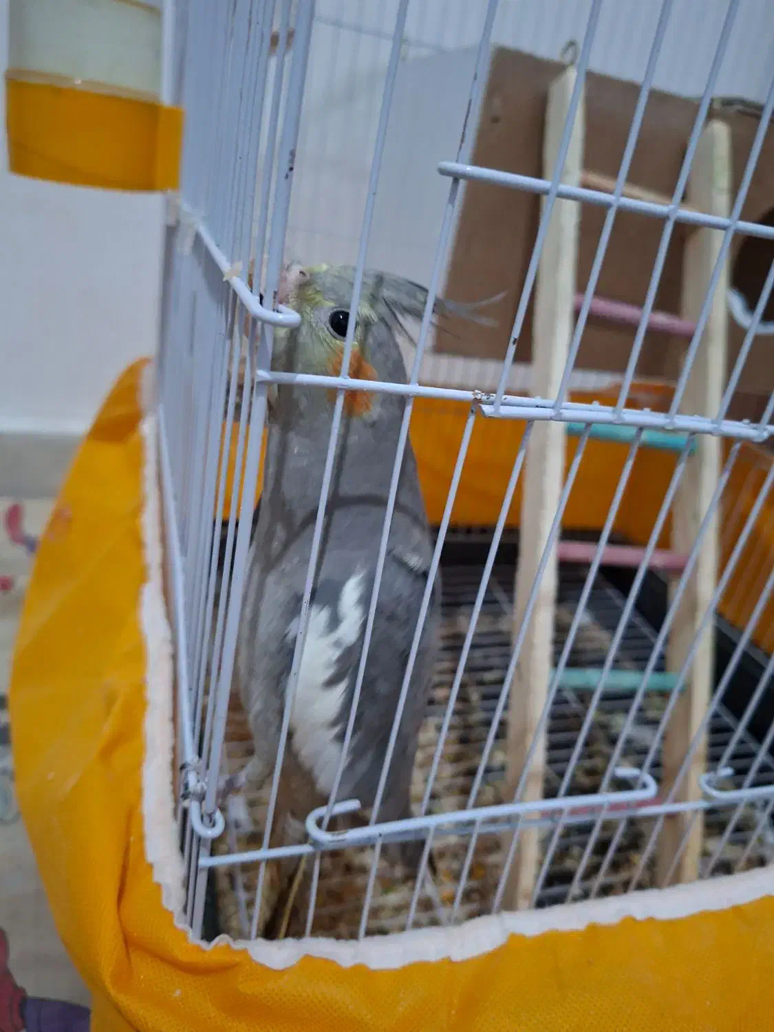 عروس و مینا|پرنده|گلبهار, شهر جدید گلبهار|دیوار