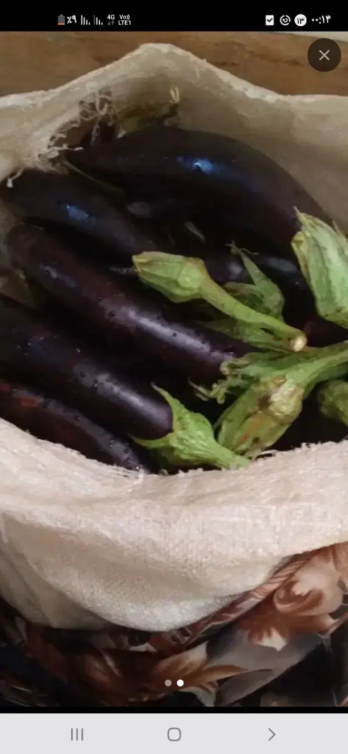 بادمجان چابلندی درجه یک بادمجان گوسفندی هم داریم|خوردنی و آشامیدنی|نیشابور, سرآب کوشک|دیوار