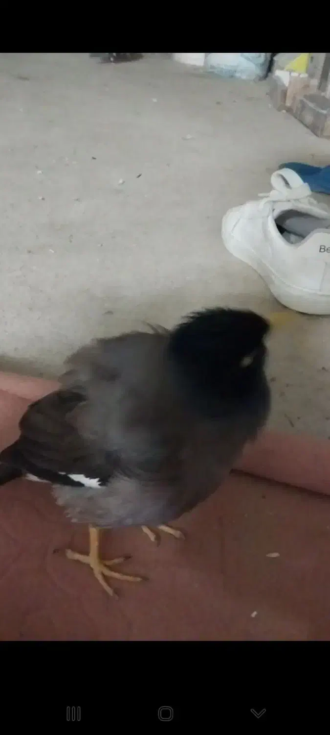 مینا گمشده انجیراب|پرنده|گرگان, |دیوار