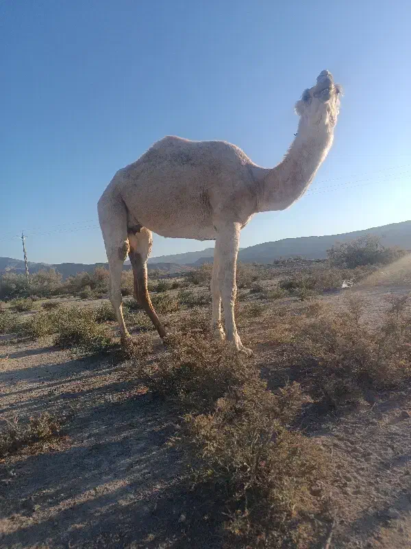 شتر|حیوانات مزرعه|قیروکارزین, |دیوار