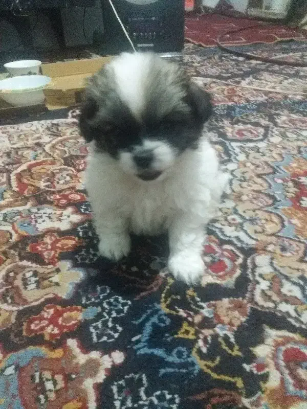 سگ اپرتمانی جیبی|سگ|مشهد, شهید قربانی|دیوار