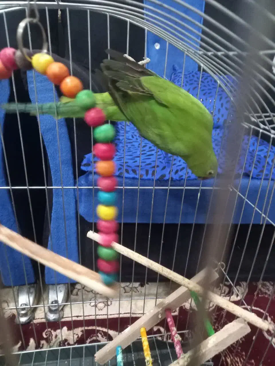 طوطی ملنگو سخنگو ماده پ|پرنده|اصفهان, بهاران|دیوار