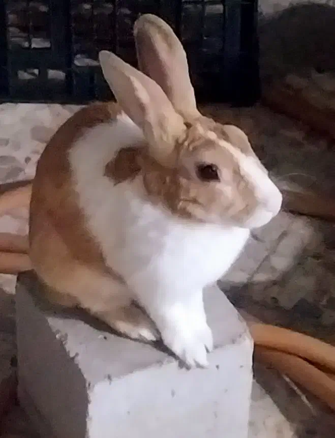 خرگوش سرحال|موش و خرگوش|اهواز, کوی ملی راه|دیوار