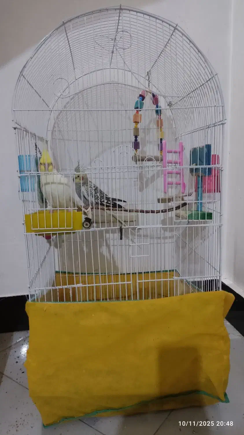 عروس هلندی یک جفت|پرنده|نسیم‌شهر, |دیوار