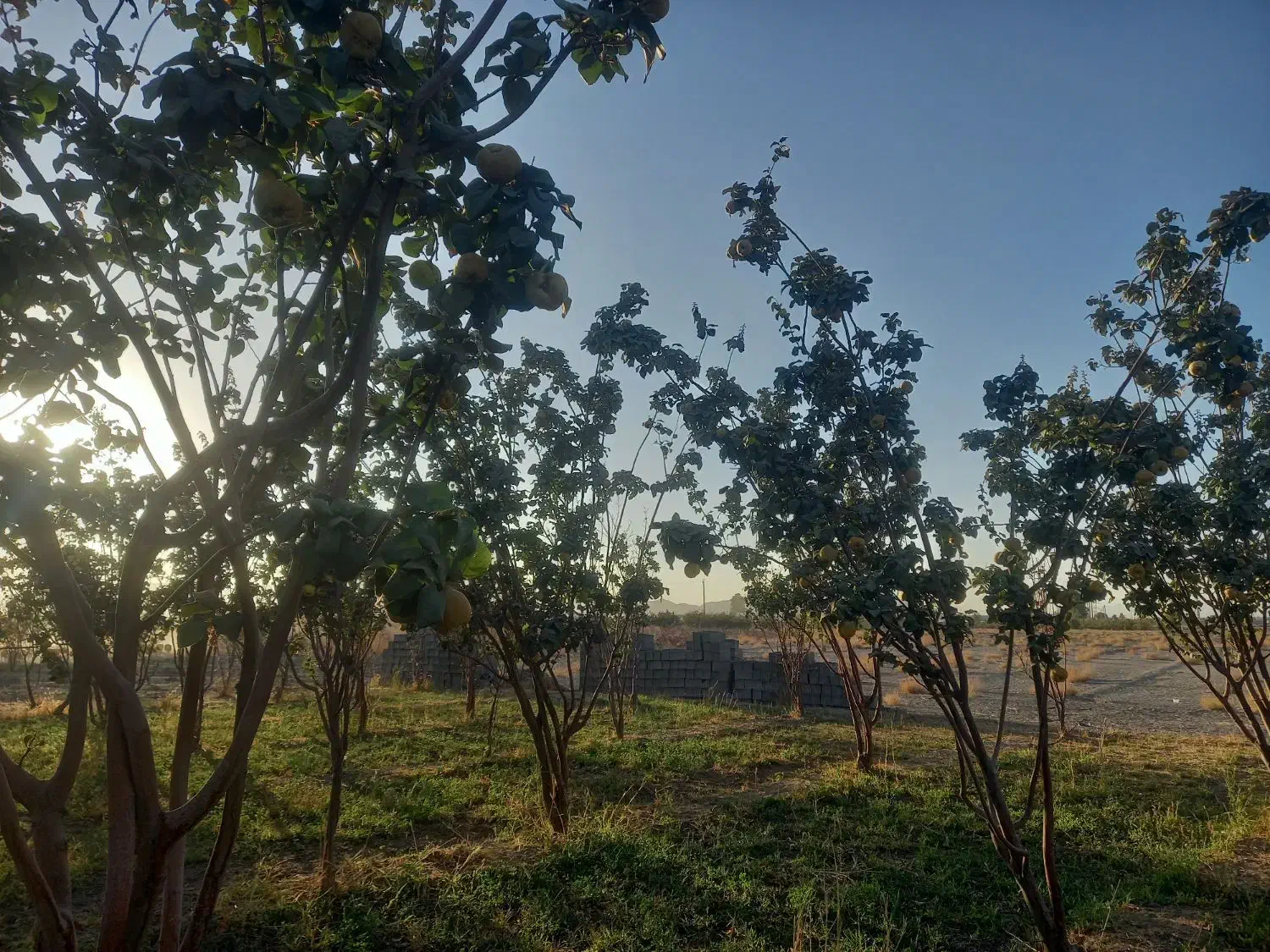باغ ششصد متری پیربکران علیشاهدان روستای علی آباد|فروش زمین و ملک کلنگی|پیر بکران, |دیوار
