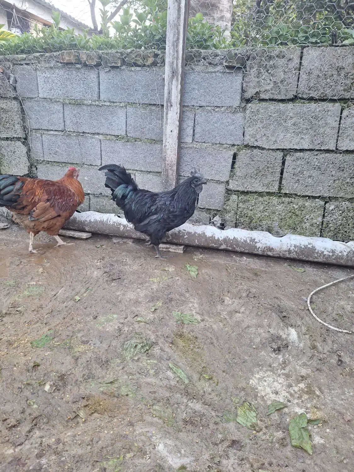 خروس ایام سمانی|حیوانات مزرعه|رویان, |دیوار