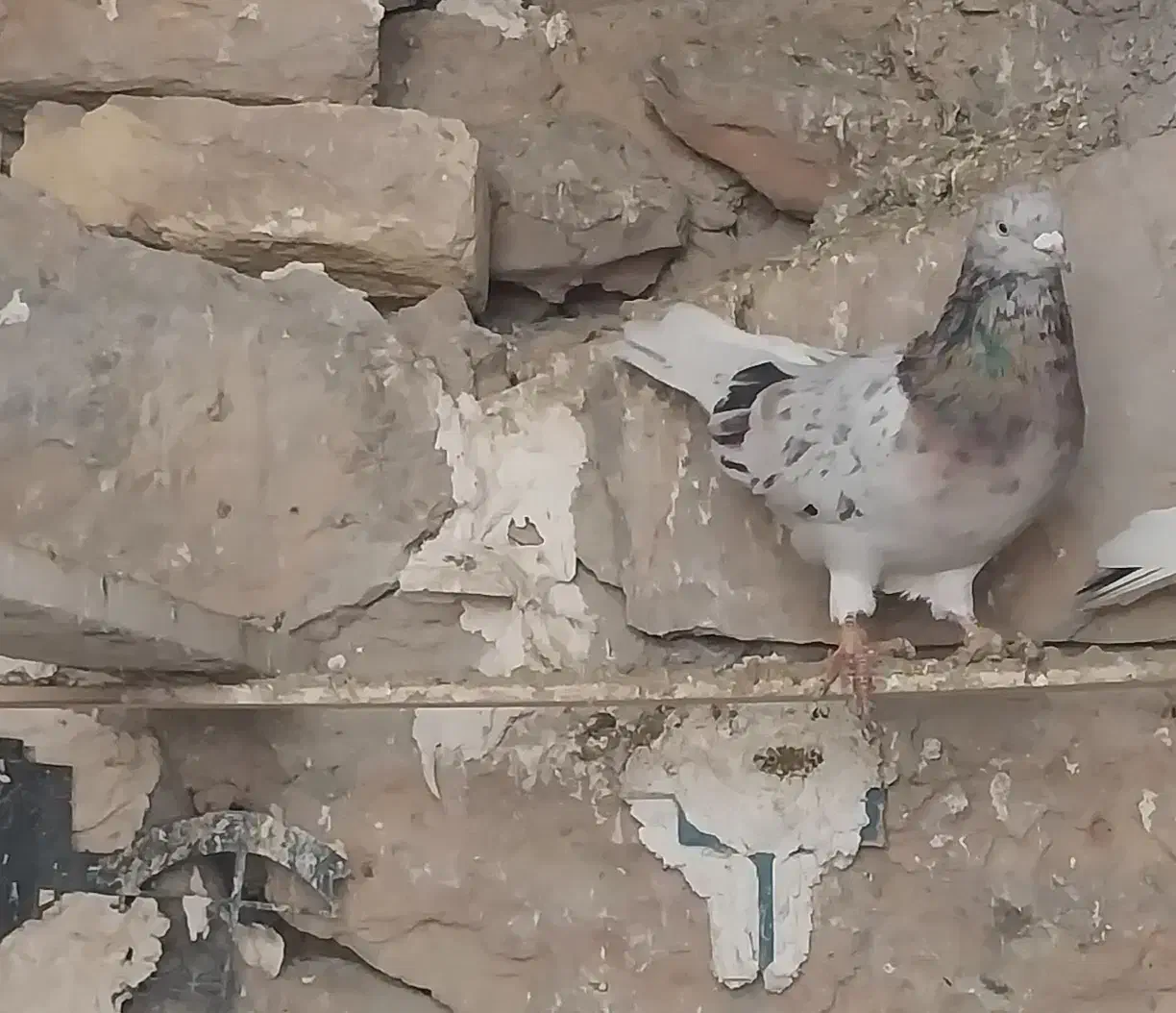 کبوتر سرور|حیوانات|ایجرود, |دیوار