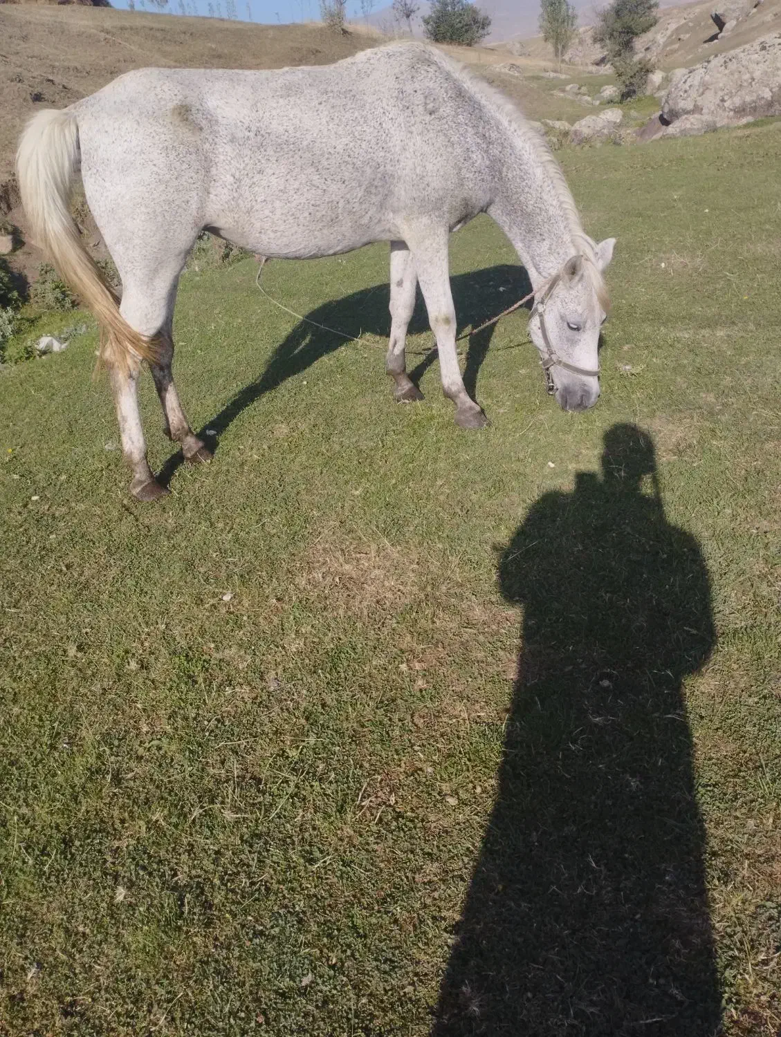 اسب|اسب و تجهیزات اسب‌سواری|سبلان, |دیوار