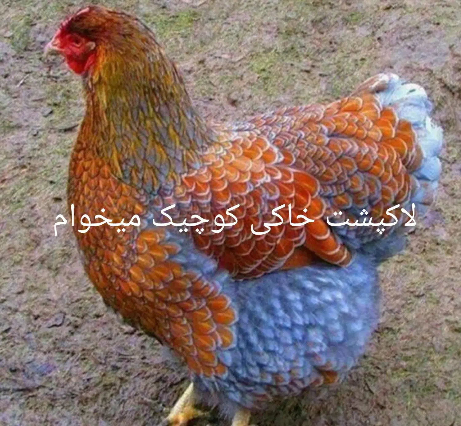 مرغ ماده گم شده|حیوانات|زرند, |دیوار