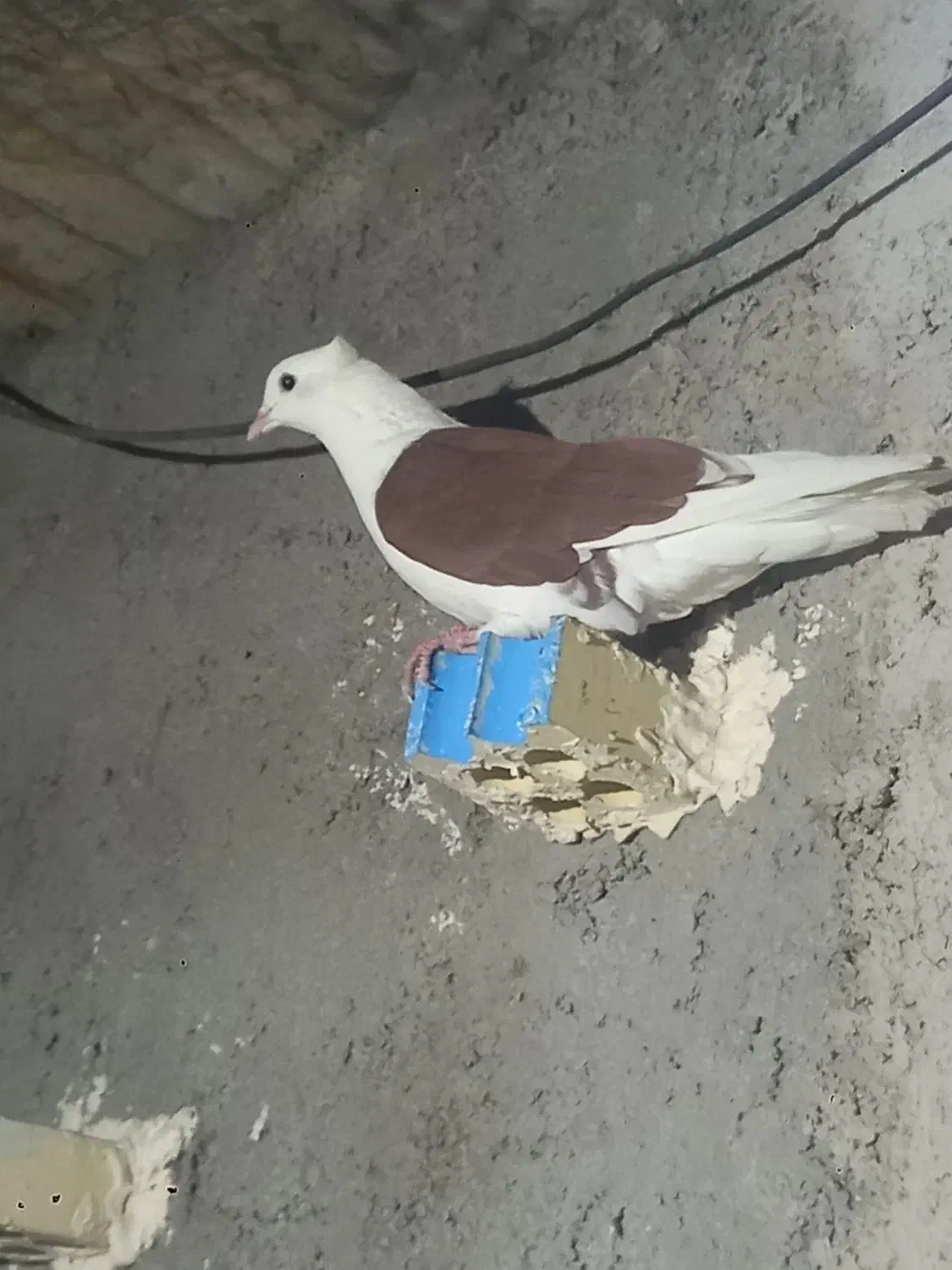 کبوتر|پرنده|اهواز, کوی ایثار|دیوار