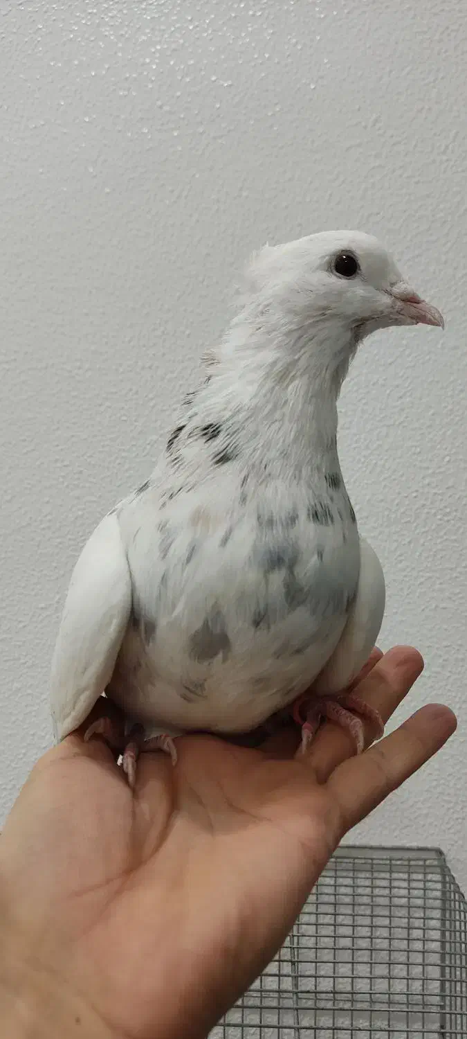 6 تا طوقی  نر خوب  دونه 375|پرنده|شاهین‌شهر, فیض|دیوار