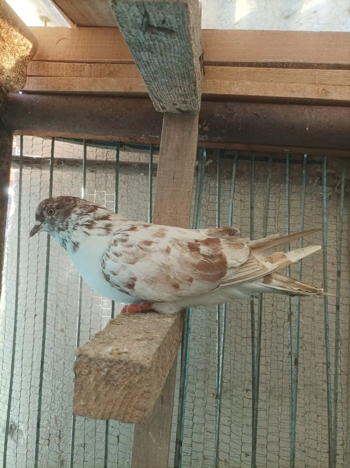 کبوترپروازی|پرنده|رودسر, |دیوار