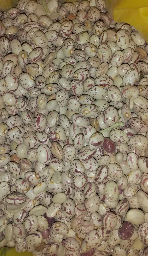 لوبیاچیتی|خوردنی و آشامیدنی|شاهینشهر, دهخدا|دیوار