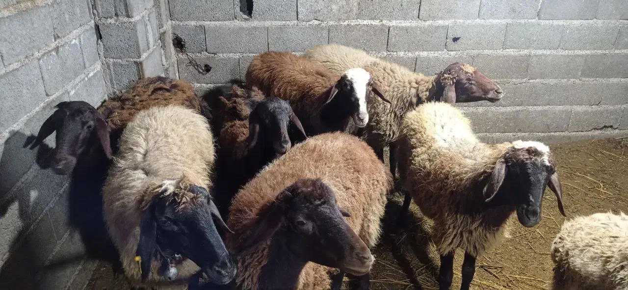 گوسفند ماده|حیوانات مزرعه|کومله, |دیوار