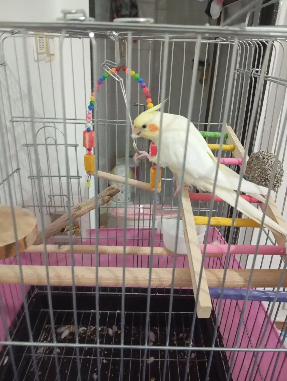 عروس هلندی|پرنده|کرج, حصارک پایین|دیوار