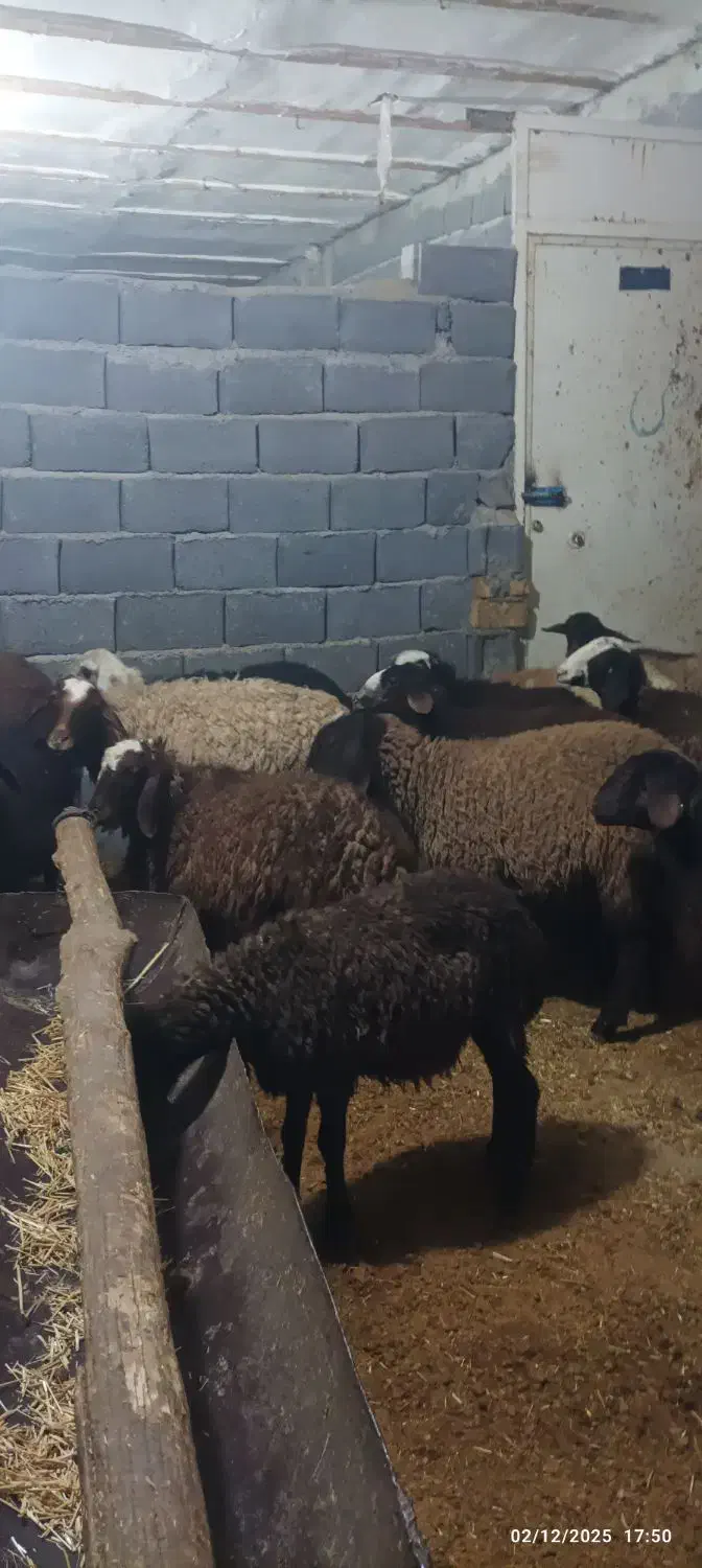 هیجده راس بره ماده و گاو قصر|حیوانات مزرعه|کمیجان, |دیوار