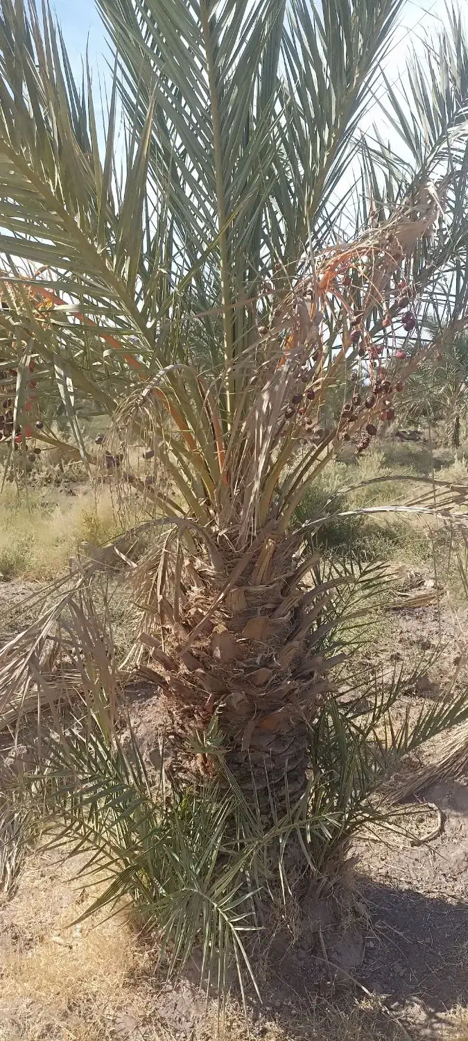 جونگ فروشی جاگردونی و کوچیک|گل و گیاه طبیعی|نرماشیر, |دیوار