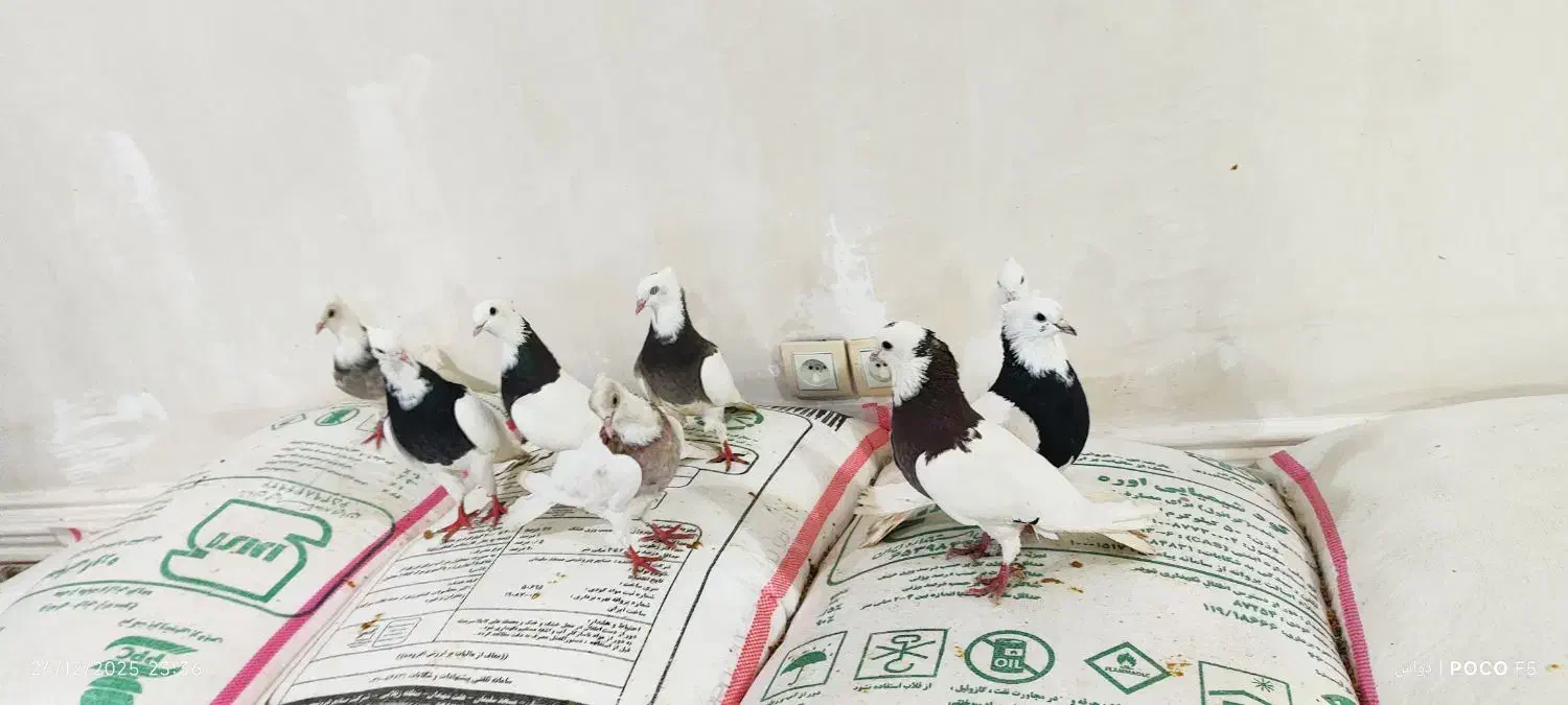 طوقی|پرنده|اهواز, شریعتی جنوبی|دیوار