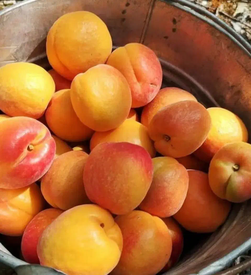 فروش انواع نهال های خاص|خدمات باغبانی و درختکاری|زنجان, |دیوار