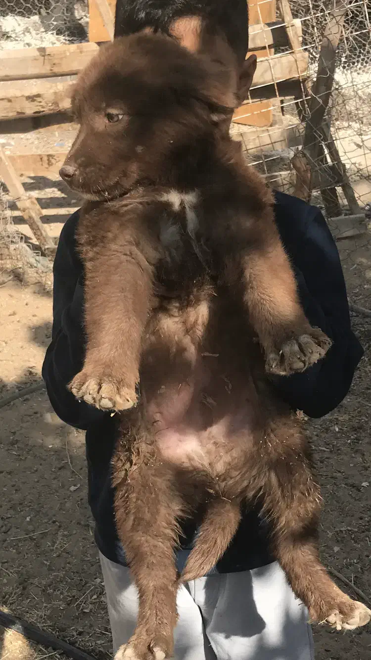 توله قدریجون اصیل|سگ|بندرعباس, |دیوار