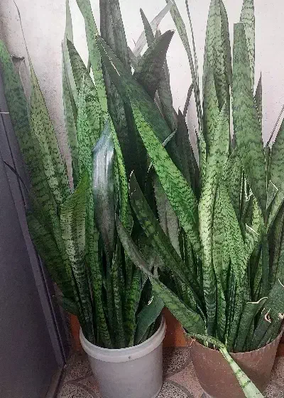 گل سانسوریا|گل و گیاه طبیعی|رشت, حمیدیان|دیوار