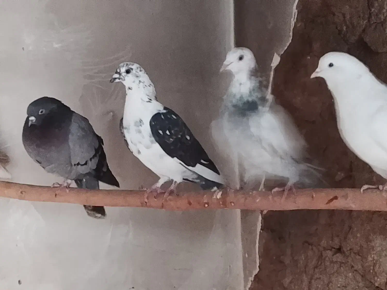 کبوتر|پرنده|مشگین شهر, |دیوار