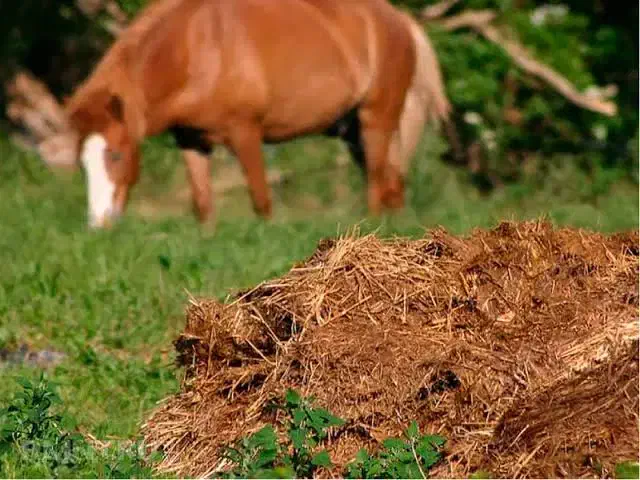 کود اسب|لوازم جانبی حیوانات|میبد, |دیوار