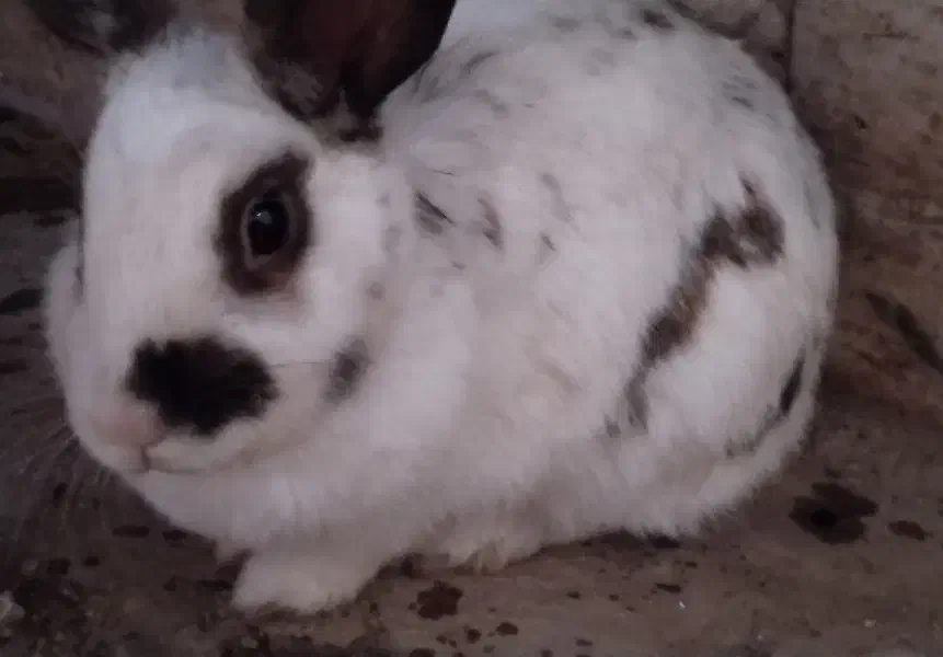 خرگوش نیمه لوپ|موش و خرگوش|سبزوار, رضوی|دیوار