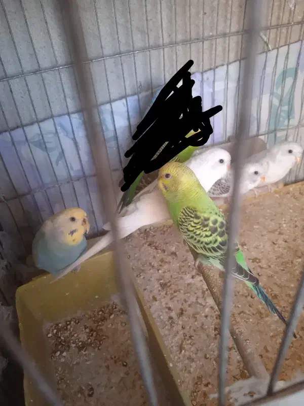 مرغ عشق تک و جفت|پرنده|ری, دولت‌آباد|دیوار