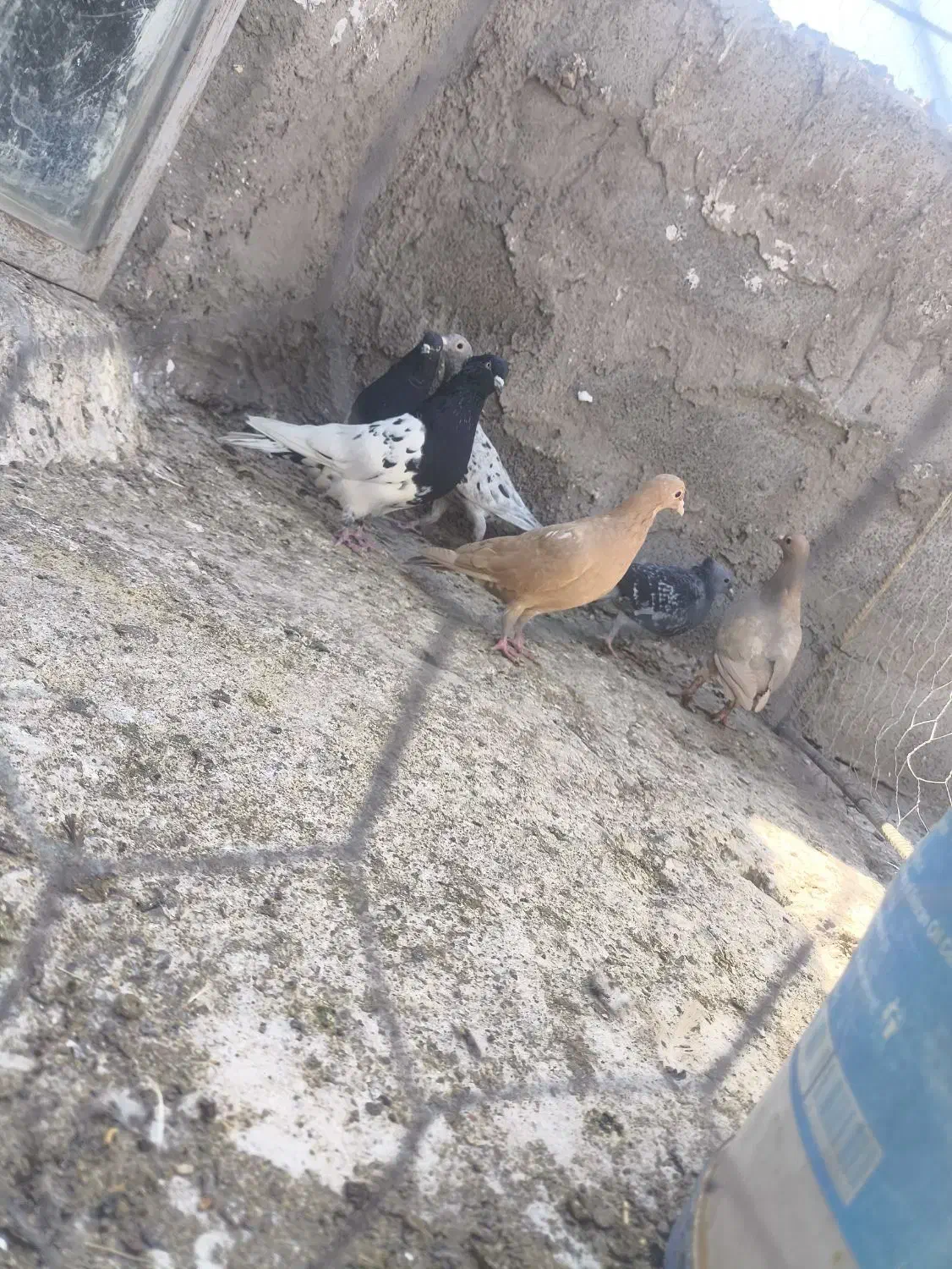 کفتر|پرنده|زید آباد, |دیوار