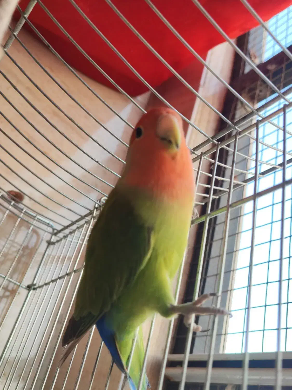 طوطی برزیلی|پرنده|ری, ملک‌آباد|دیوار