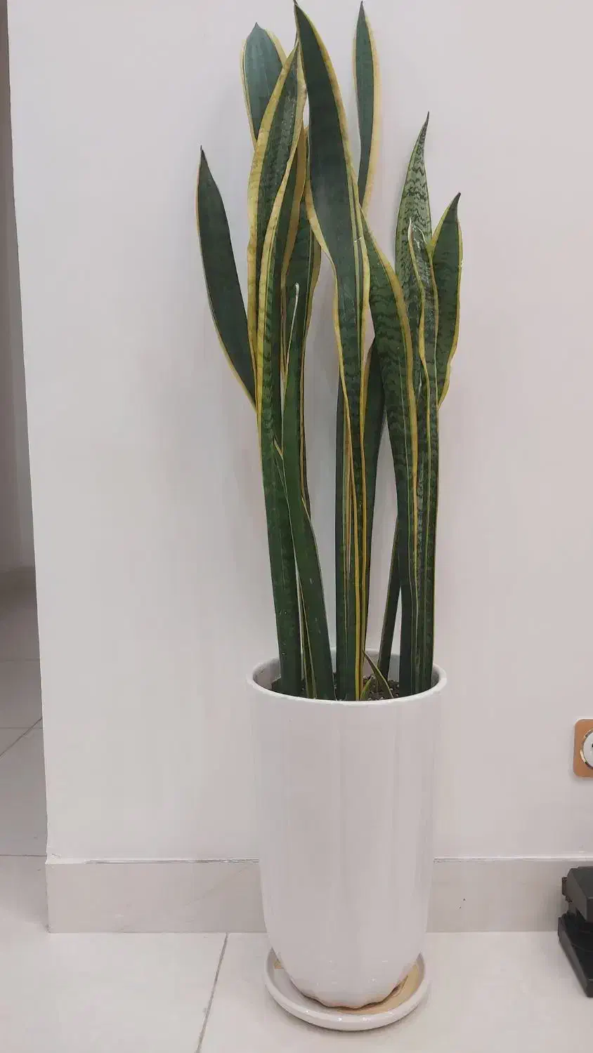 گل سانیوریا زیبا وبسیار سرحال گلدون سرامیکی|گل و گیاه طبیعی|بندر کنگان, |دیوار