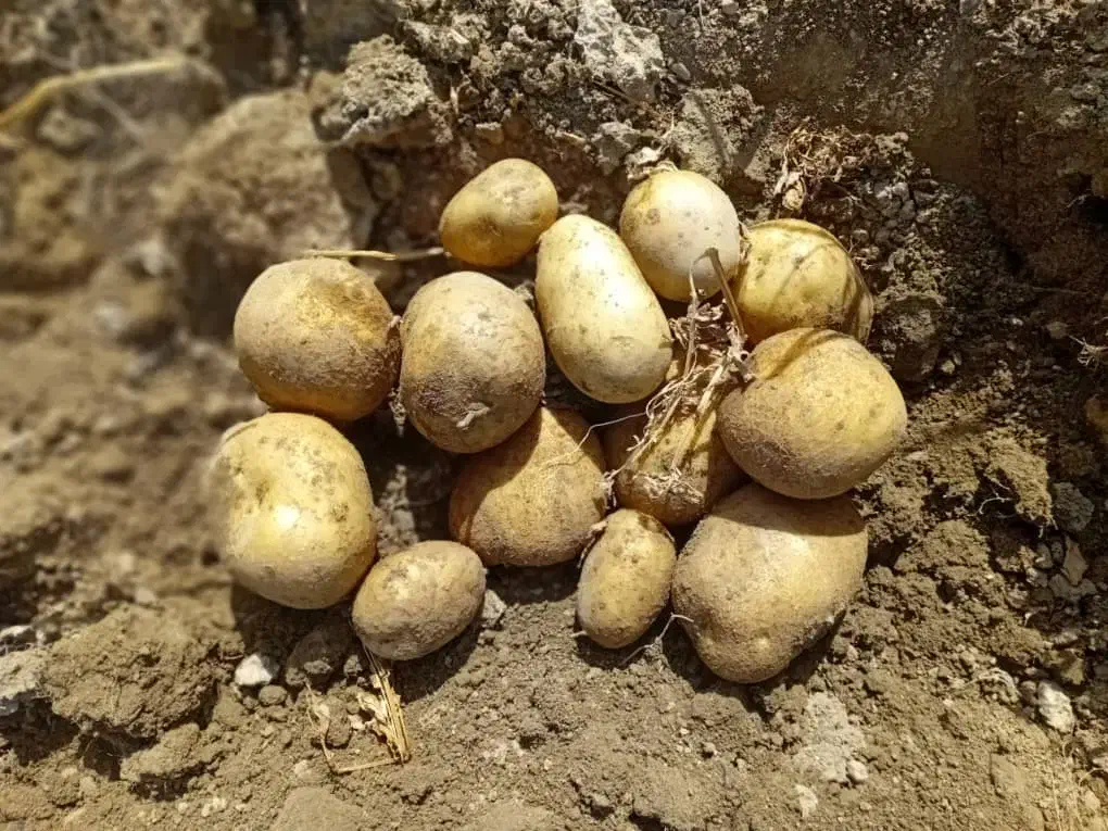 فروش انواع ارقام سیب زمینی|عمدهفروشی|زالیان, |دیوار