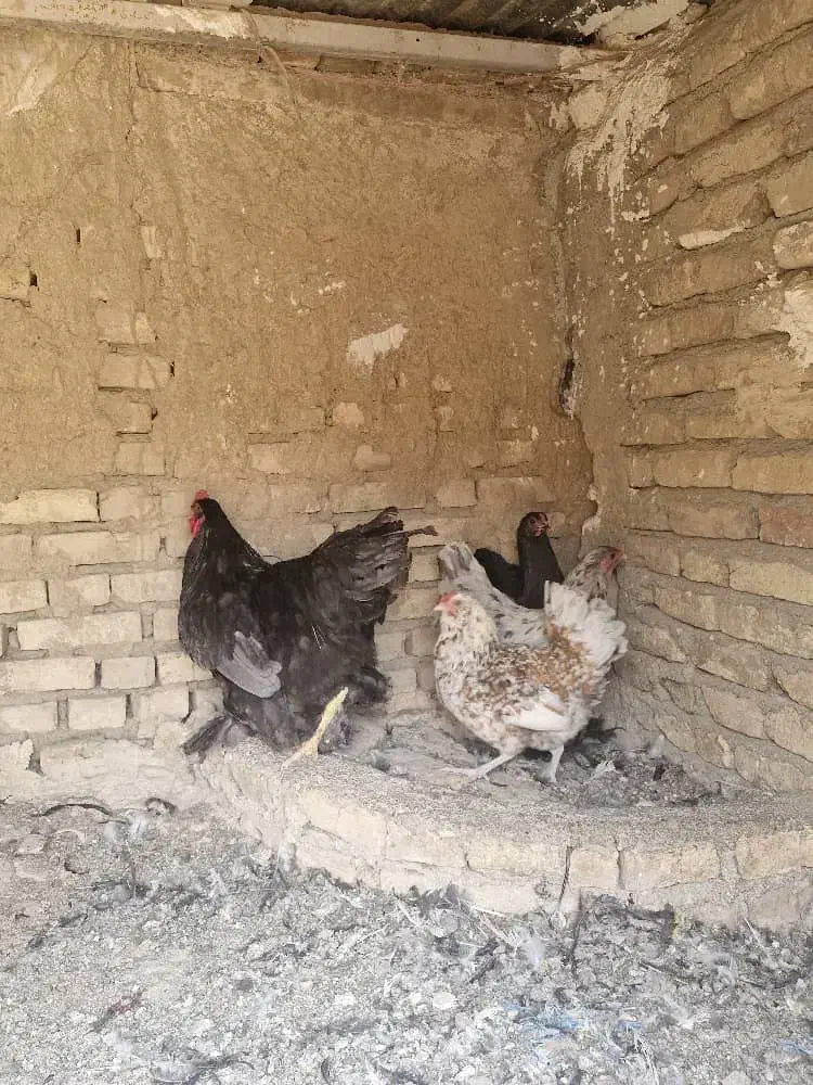 سه عدد مرغ و خروس|پرنده|هشتگرد, شهرک بعثت|دیوار