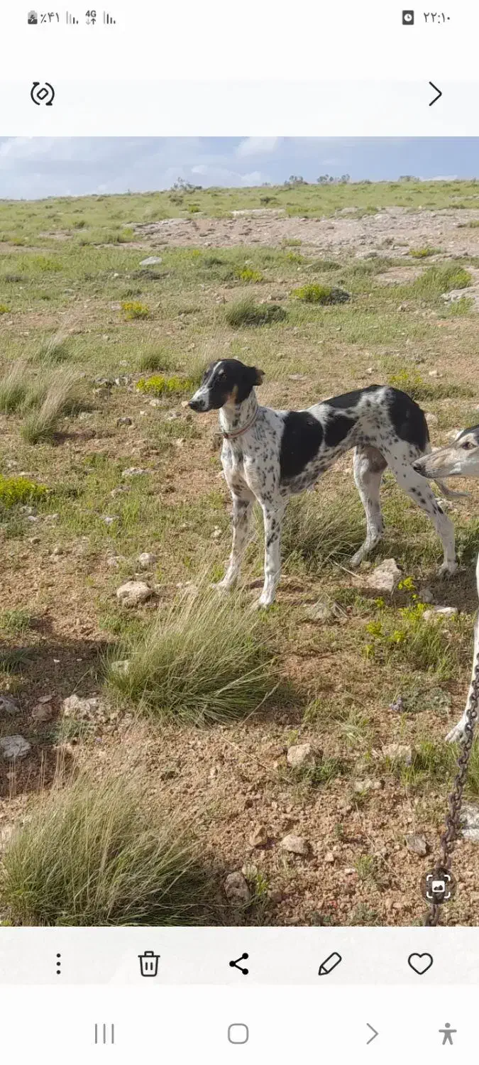 توله تازی|سگ|سارال, |دیوار