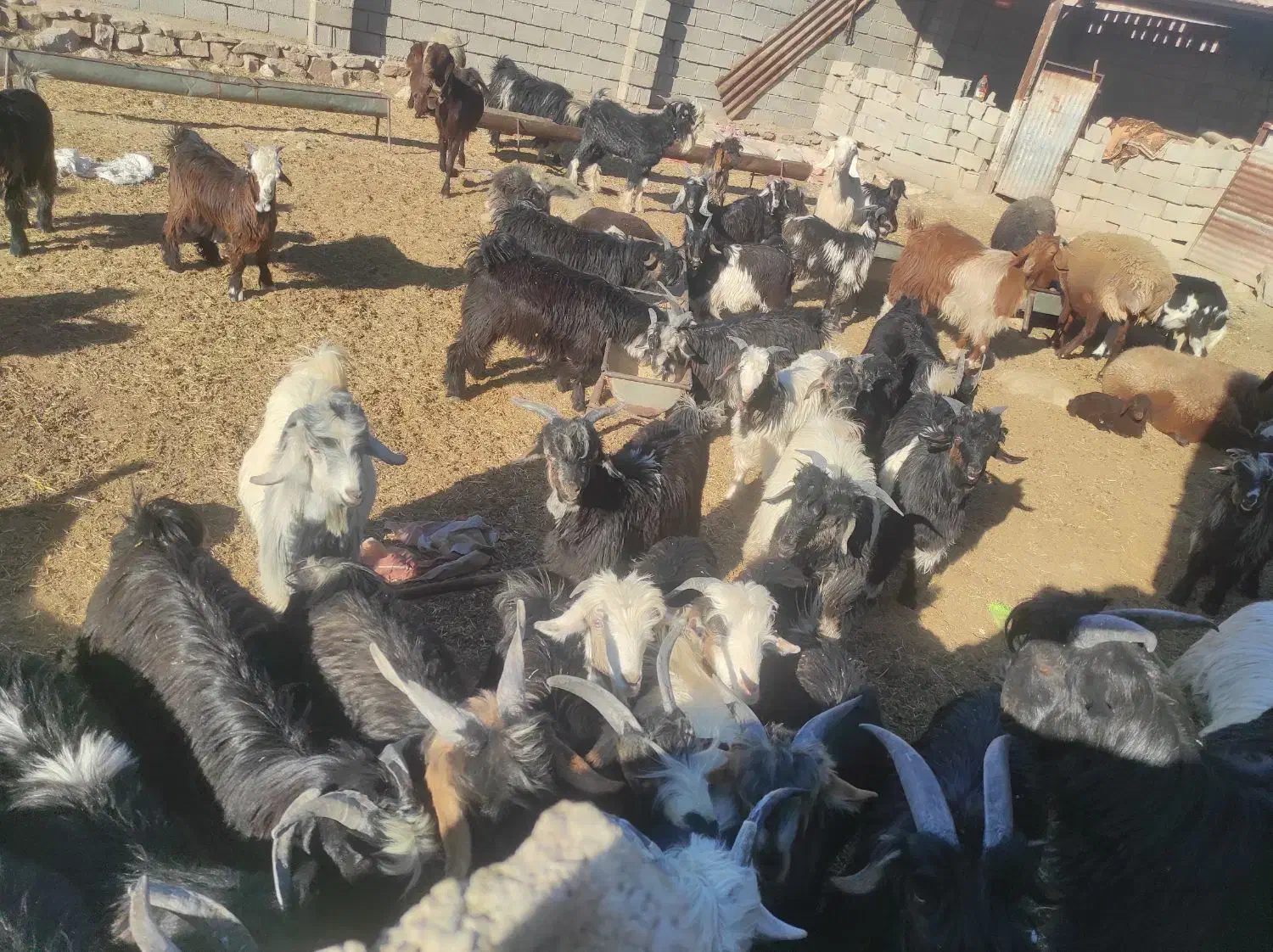 بز  گوسفند|حیوانات مزرعه|مسجد سلیمان, |دیوار