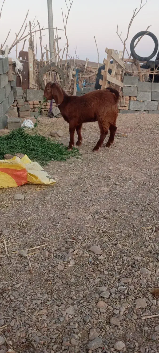 فروش بزغاله پاکستانی ومحلی|حیوانات مزرعه|بیرجند, |دیوار