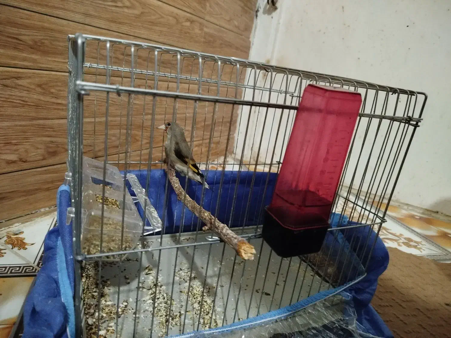 سهره کرمونی|پرنده|یاسوج, |دیوار