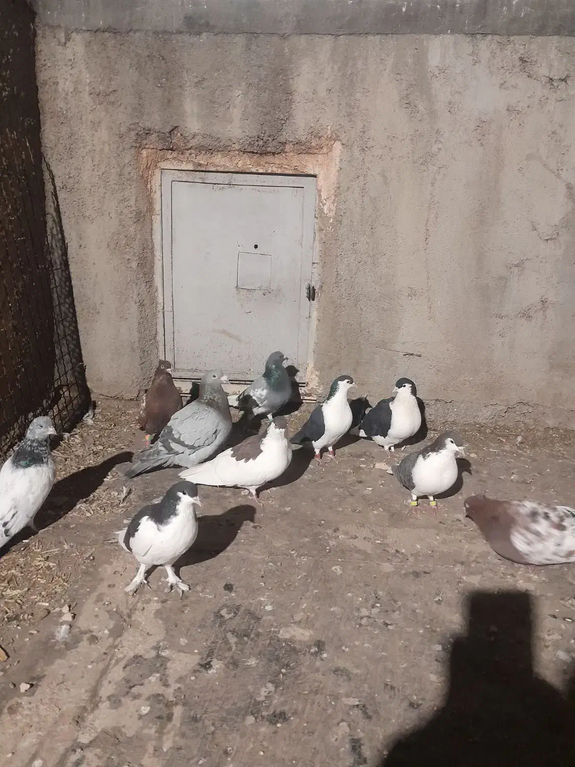 کبوتر پرشی|پرنده|عطاملک, |دیوار