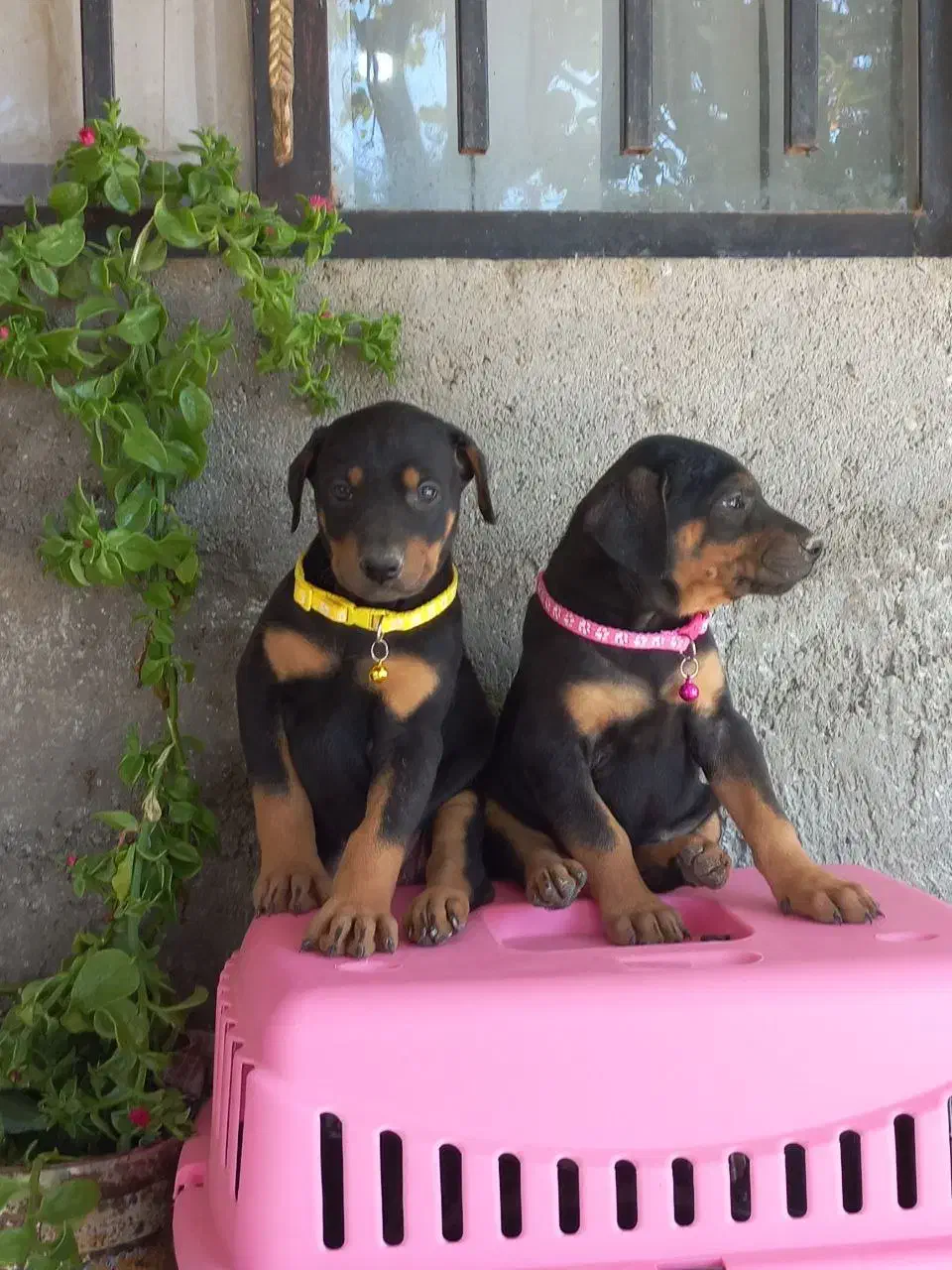 سگ دوبر من|سگ|لنگرود, |دیوار