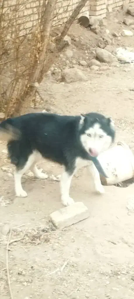 فروش سگ هاسکی|سگ|یزد, |دیوار