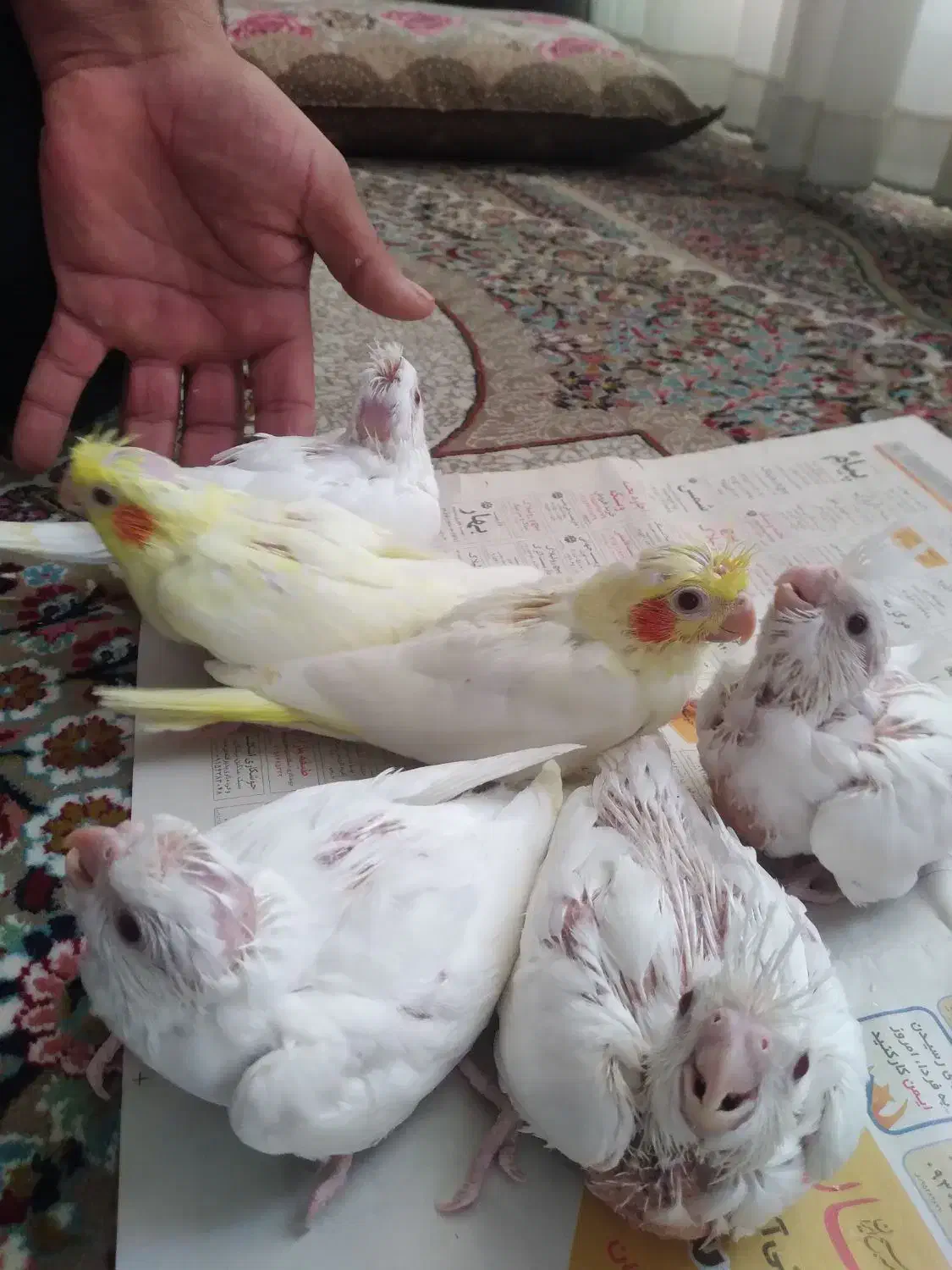 جوجه عروس هلندی|پرنده|طبس, |دیوار