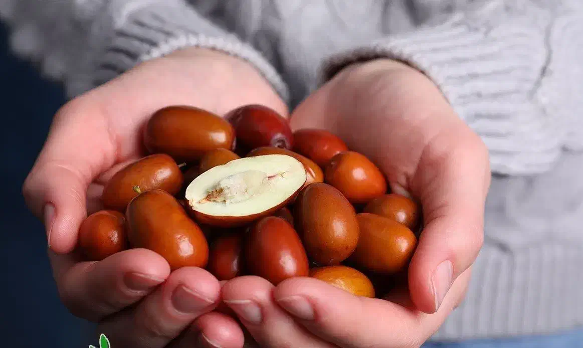 شروع پیشفروش نهال عناب گلابی پیوندی|خدمات باغبانی و درختکاری|ارشق, |دیوار