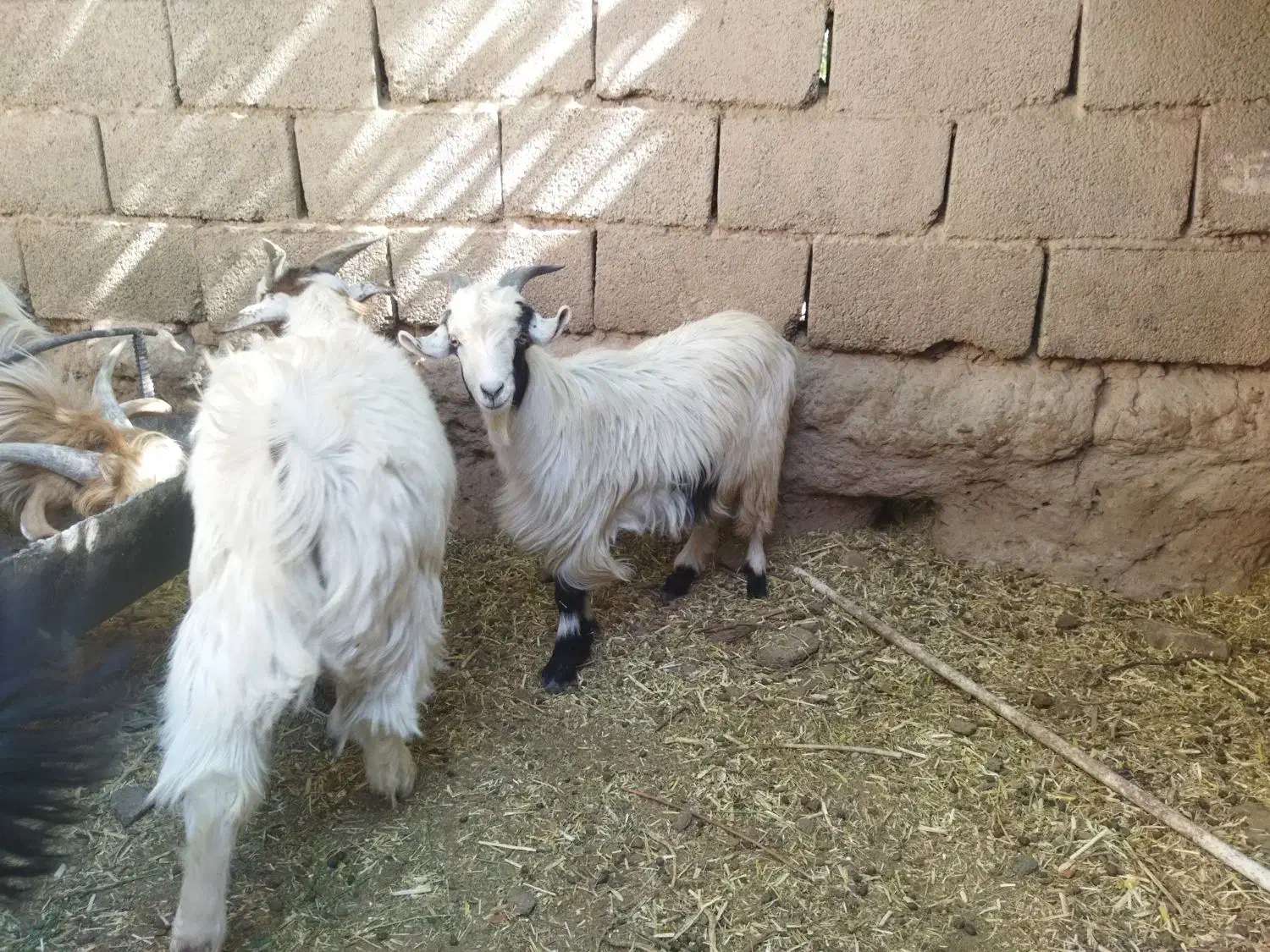 کره|حیوانات مزرعه|بم, |دیوار