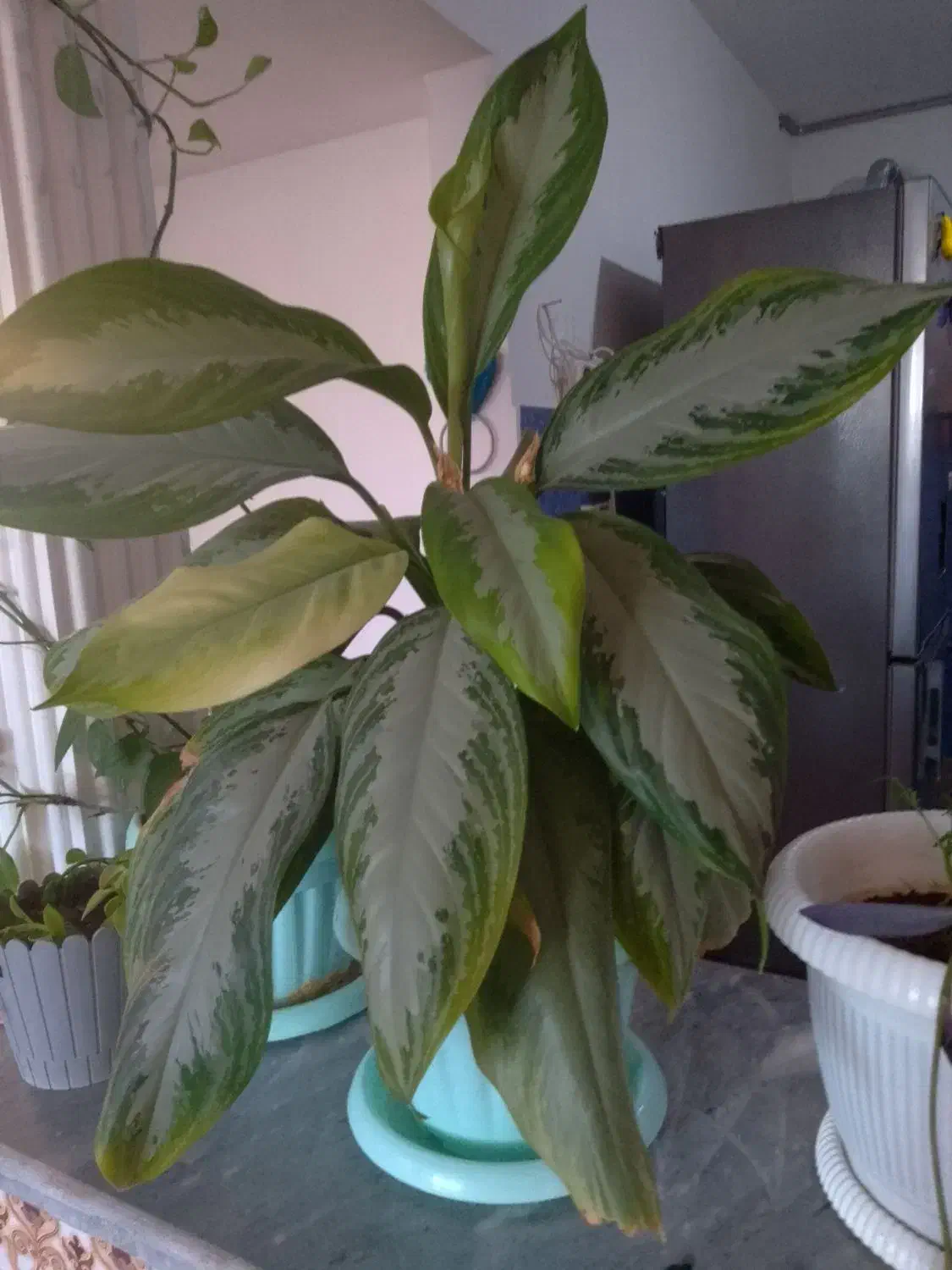 فروش گل|گل و گیاه طبیعی|چناران, |دیوار