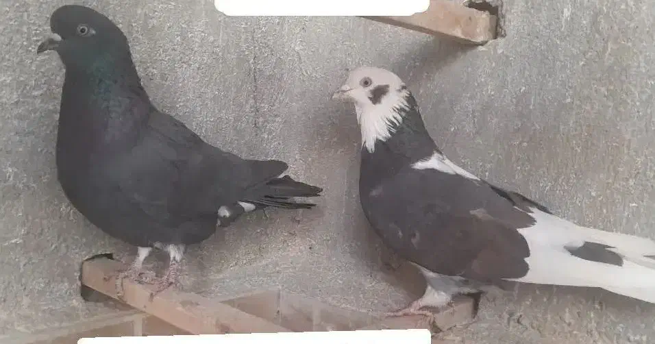 کفتر درجه۱ همه باهم جفتی ۳۵۰|پرنده|کاشان, آیت الله سعیدی|دیوار