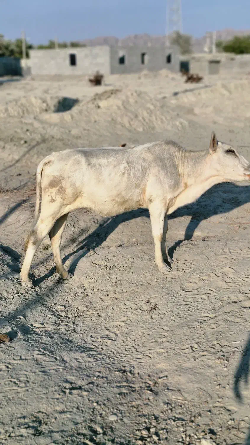 فروش گاو ماده در سیریک|حیوانات مزرعه|سیریک, |دیوار