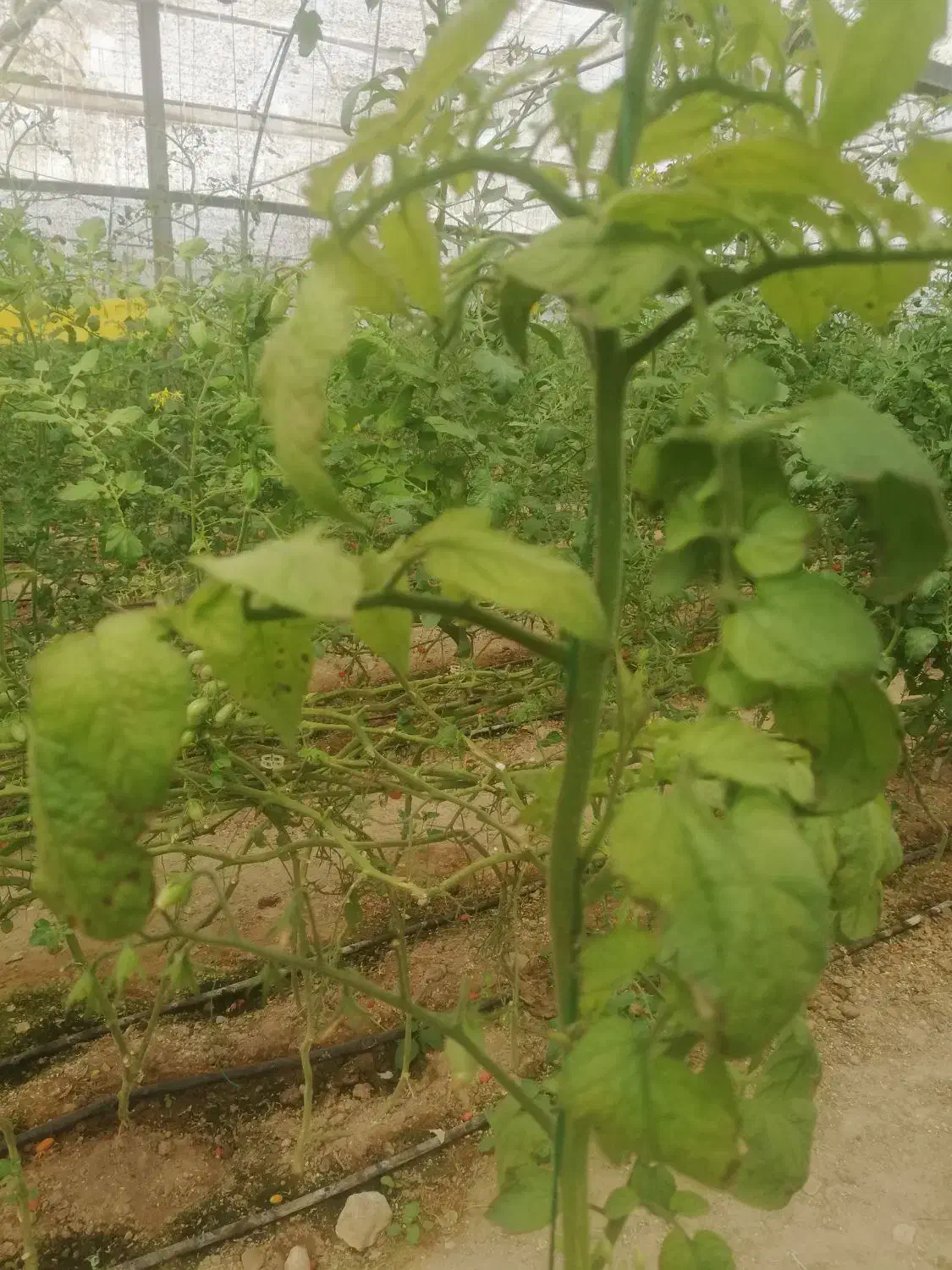 استخدام نیروی خانم برای گلخانه|استخدام صنعتی، فنی، مهندسی|بیرجند, |دیوار