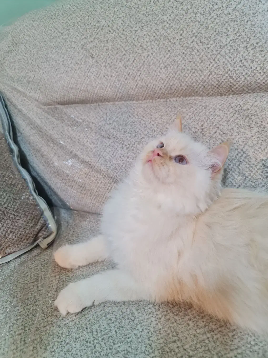 واگذاری گربه|گربه|کرمانشاه, |دیوار